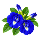 Blue Pea Flower
