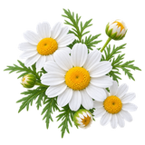 Chamomile Flower