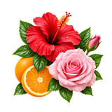 Hibiscus Rose Orange