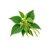 Nettle Leaf
