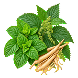 Spearmint Shatavari